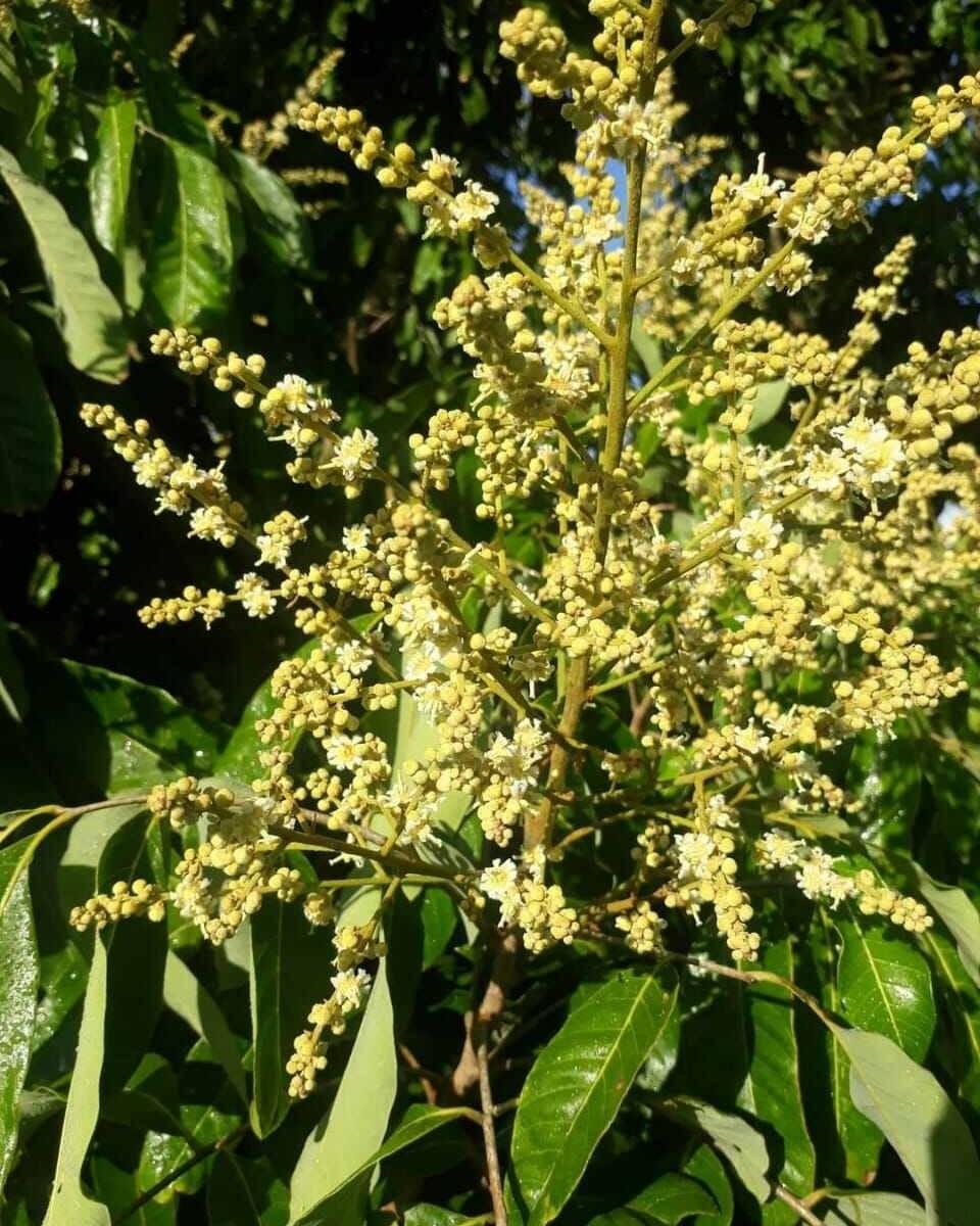 (PROMO) boster klengkeng Serbuk murni 2kg Tanaman Pohon Kelengkeng