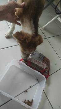 Product Review of PETOPIA  DOG DRY FOOD - 800GR - 1KG - MAKANAN ANJING from t**a c**s 0