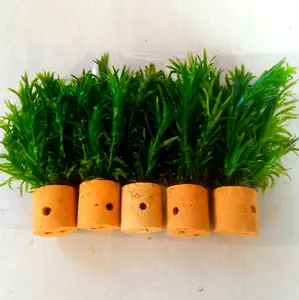 tanaman aquarium densa paket 5 pot