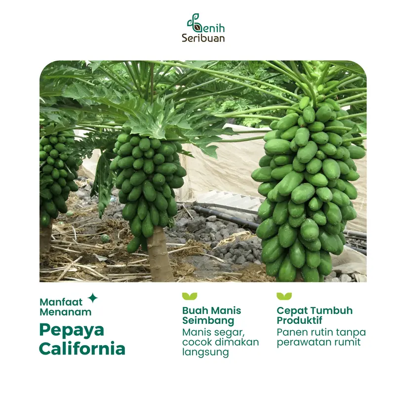 Benih Buah Pepaya California F1 Hibrida Premium - Benih Seribuan 3