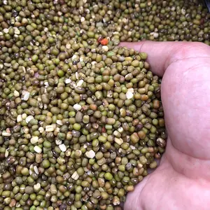 Kacang Ijo Afkir Pakan Ayam & Unggas Repack 1 Kg Berkualitas