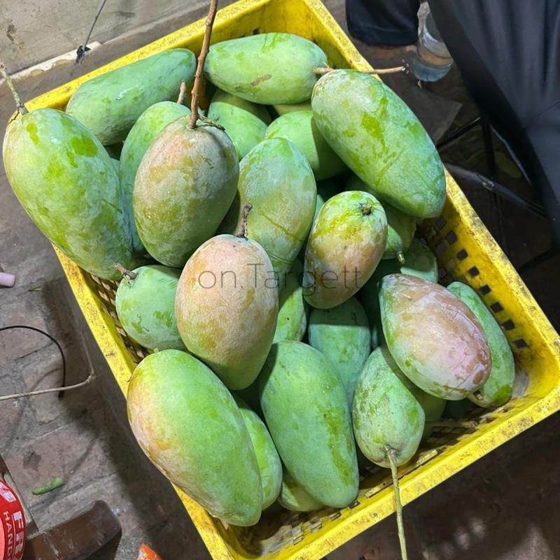 MANGGA KIOJAY 2kg fresh - kiojay rujakan buah makanan camilan. - Shop ...