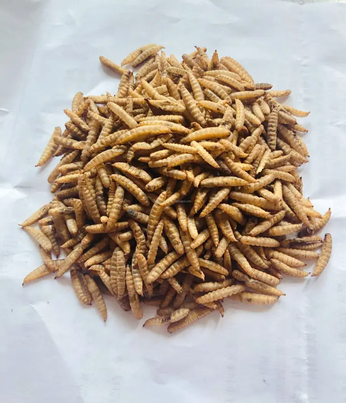 Maggot Kering / Dried Maggot BSF Super 100 Gram (Agromagg Feed) 2