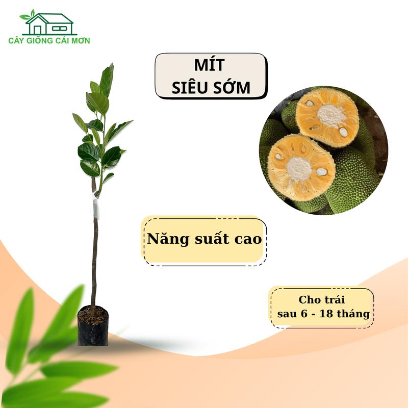 Cây giống mít Thái siêu sớm năng suất cao