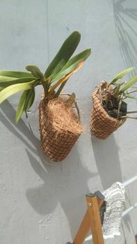 Product Review of Pot anggrek tempel dinding serabut kelapa Bunga Pvc from t**s a** d**q 1