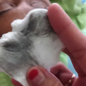 LKGLOW Cream Detox 10gr | Pijat Krim Wajah Share in Jar BPOM | Membantu Proses Detoksifikasi Kulit | Membersihkan Pori-Pori, Mengangkat Kotoran & Racun | Skincare untuk Merawat, Mencerahkan, Menyegarkan Kulit Wajah, Anti Kusam & Bikin Glowing Sehat