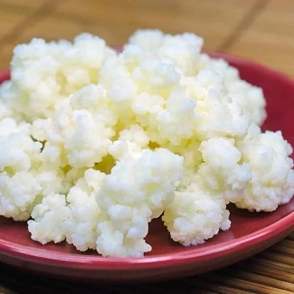 Nấm sữa kefir tặng khăn xô_ làm sữa chua