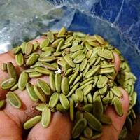 Gambar 1 Kg Biji Bibit Benih Sengon Solomon Super unggul dari PUROTANI.ID Kab. Purworejo 2 Tokopedia