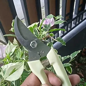 Alat gunting dahan ranting daun  Pohon