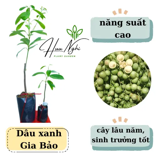 Cây giống Dâu xanh Gia Bảo (dâu da xanh), cây dâu xanh 0