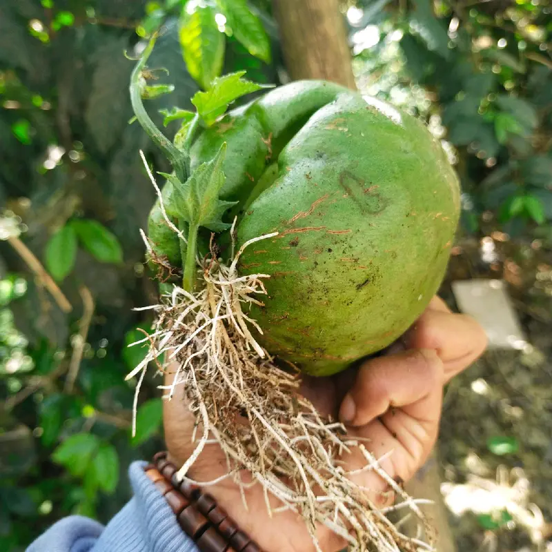 benih labu siam super siap tanam berbuah super lebat 1