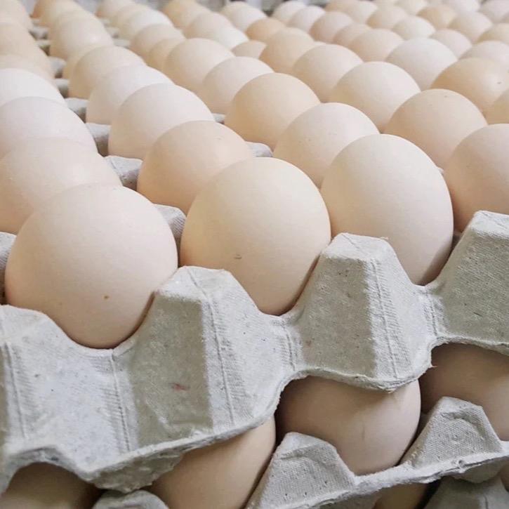 Fresh Kampung Eggs 30PCS (TRAY) 1