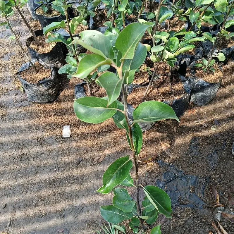 Benih tanaman pir madu super manis 3