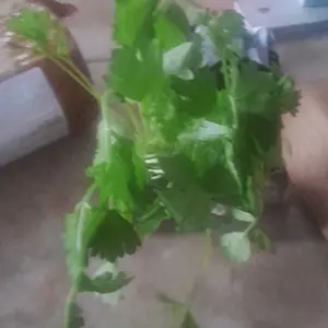 Paket 10 Pohon Bibit Seledri Amigo Siap Tanam Umur 30HSS Ready Stok Banyak Bergaransi