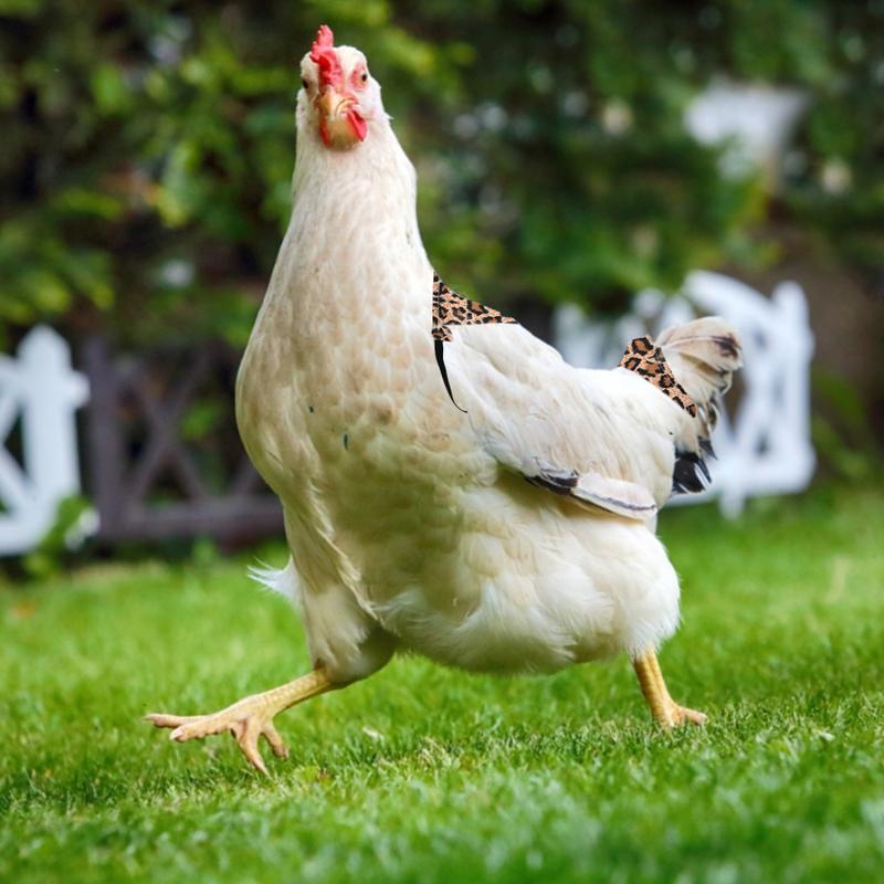 Chicken Saddle, Straps Hen Apron for Poultry Back Wing Protection-1 PC 5