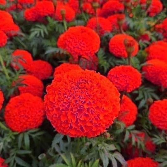  Hạt giống hoa cúc vạn thọ - Màu Đỏ 