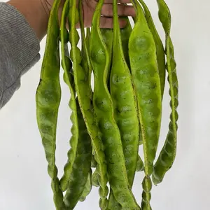 PETE PADI MUDA ASLI WONOGIRI BERGARANSI