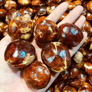 Jengkol Tua Mentah 1kg Abres Sayuran Kering Jengkol Tua Berkualitas Tinggi untuk Masakan Anda