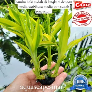 bambu hoki/Sri rezeki bambu air sudah di lengkapi dengan media wabikusa tanaman aquascape/tanaman hias