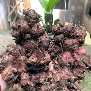 jahe merah segar 1kg, jahe merah fresh, jahe Rempah Herbal