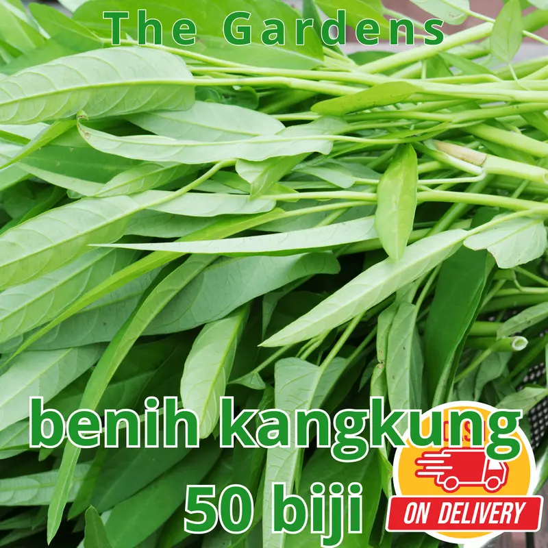BIG SALE - 50 Bibit / benih / biji kangkung darat - kangkung bangko - bibit sayurk Pak Tani Kacang Pupuk Sawi pohon  kangkung 2