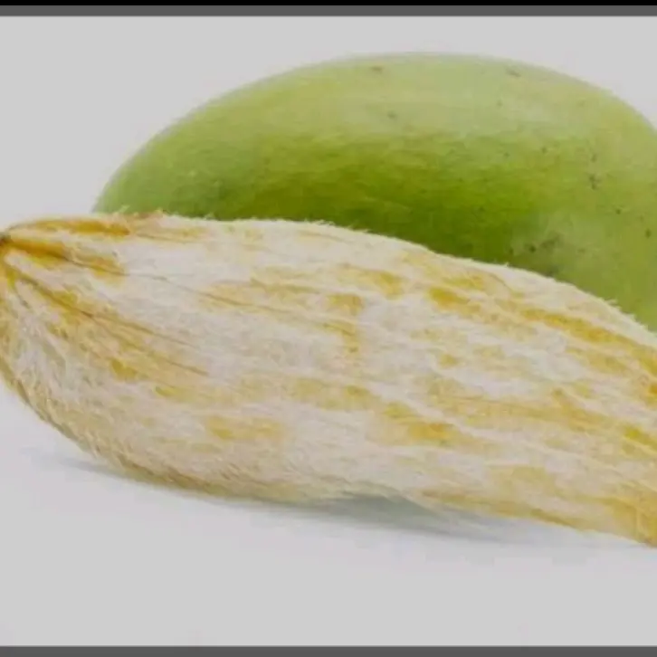 Benih mangga kweni kueni super unggul 1