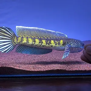 PELET BLUE BOOSTER/ PAKAN CHANNA by BOS BOS QU (WARNA BIRU)