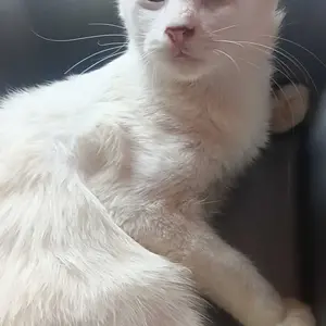 CAT LITTER BOX Tempat Kotoran Kucing Anjing Bak Pasir Kucing Anjing Box Pasir Kucing Baskom Plastik Murah