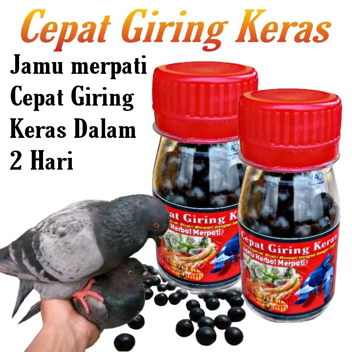 JAMU MERPATI CEPAT GIRING KERAS isi 100 butir sarang walet ferfect power jamu ginseng teki hff rjb xes4 elite 99 extra JP 4