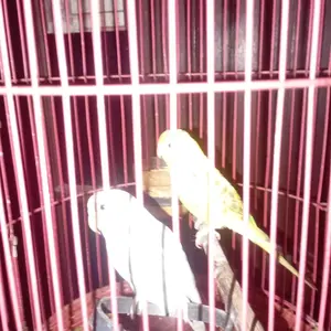 KRODONG SANGKAR LOVEBIRD EKONOMIS MERK AKEN