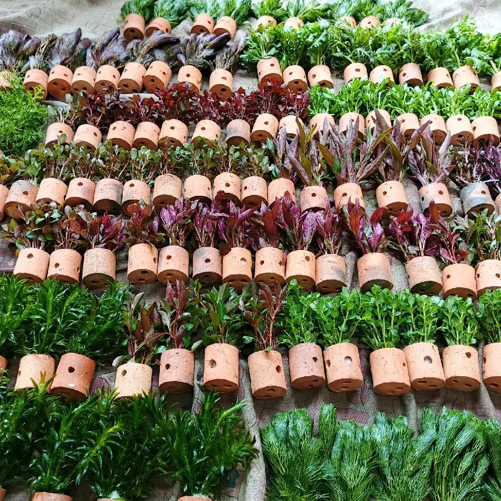 tanaman sintetis 30 pot paket rendom tanaman aquascape