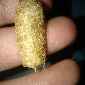 Koleksi Kepompong Kuningan Emas Unik