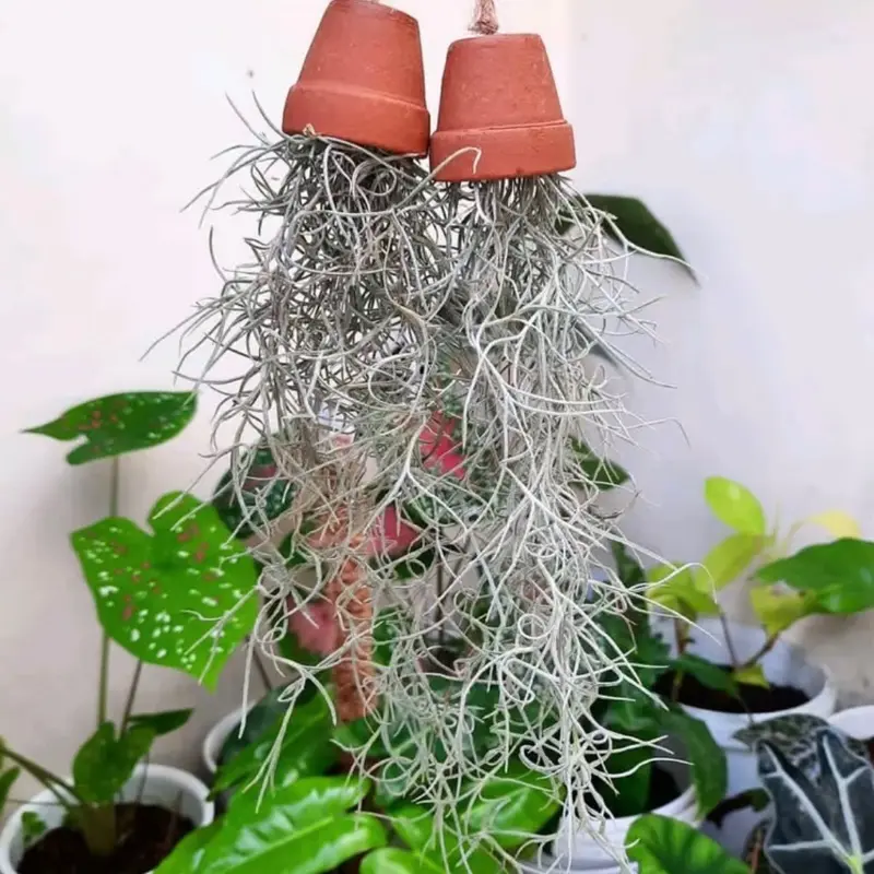 Gantung Jenggot Musa - Spanish moss  - gantu Artificial jenggot kakek Artificial
