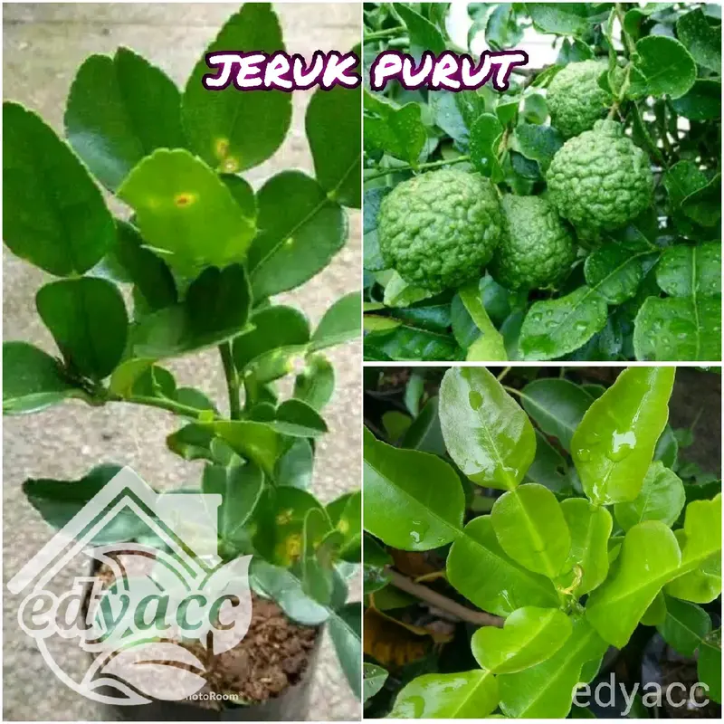 Benih jeruk purut (bbt jeruk purut) 0