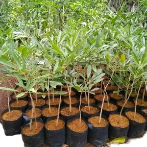 bibit tanaman Tabebuya ukuran 40-50 cm // tanaman taebuya bunga putih, pink, ungu, kuning Pohon tabebuya