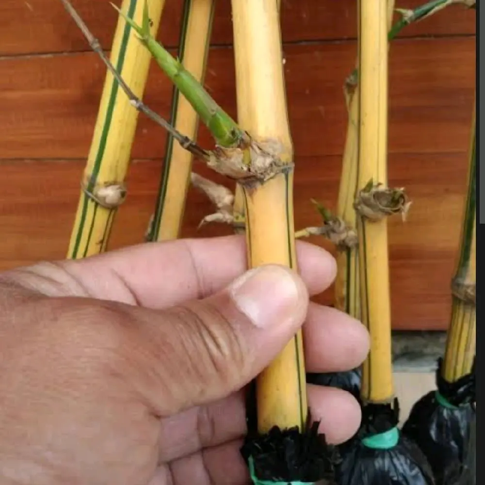 promo stek bambu kuning per 3 batang