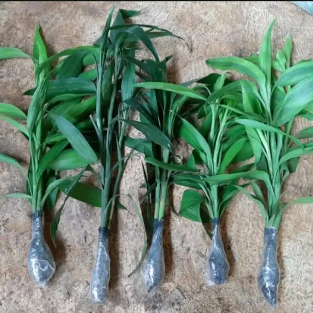 Artificial Tanaman Hias Bambu Hoki Sri Rejeki 1