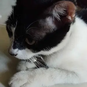 Kalung Kucing Custom Nama Kulit Sintetis Bahan PVC dan AKRILIK - PRECIOUS PET NECKLACE