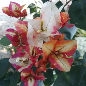 CITRA MOUNDURING BOUGENVILLE IMPORT 100% ORIGINAL TERMURAH