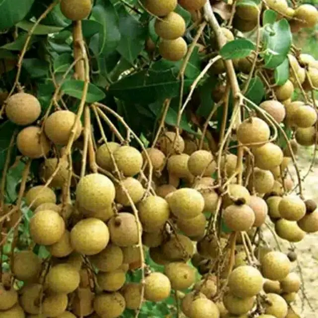 benih kelengkeng ( bbt kelengkeng new kristal)