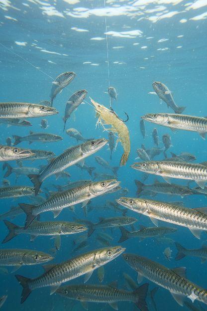 Monster Fishing Mata Kail Udang Hidup untuk Memancing Isi 5 Pcs Paket Umpan Efektif dan Mudah Digunakan - Pancing