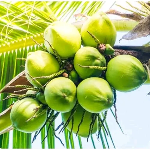 benih tanaman ( bibit buah kelapa hijau )