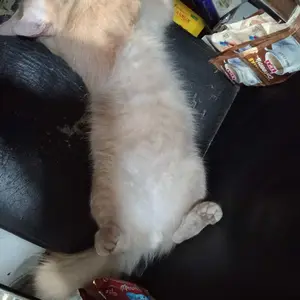 Clever Solutions - Obat Scabies Kucing Obat Jamur Kucing Scabies Gudik Demodex Impetigo Kutu