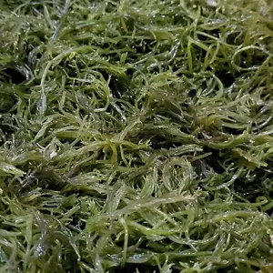 Rumput Laut segaarr&kriiukk