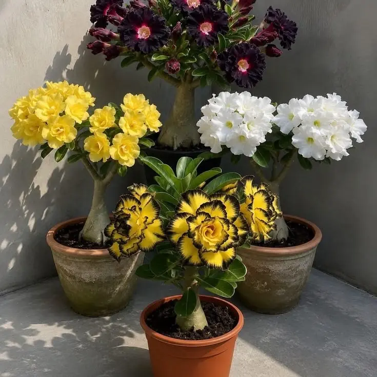 Promo Paket Hemat 4 Tanaman Hias Adenium dengan Berbagai Warna Bunga Menarik untuk Dekorasi Rumah
