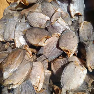 ikan asin sepat  atau tambak Frozen