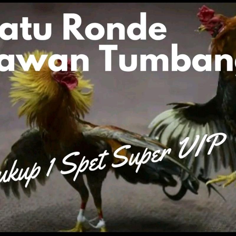 Super VIP Doping ayam aduan Extream Power for Fighting 1 botol 30ml 4