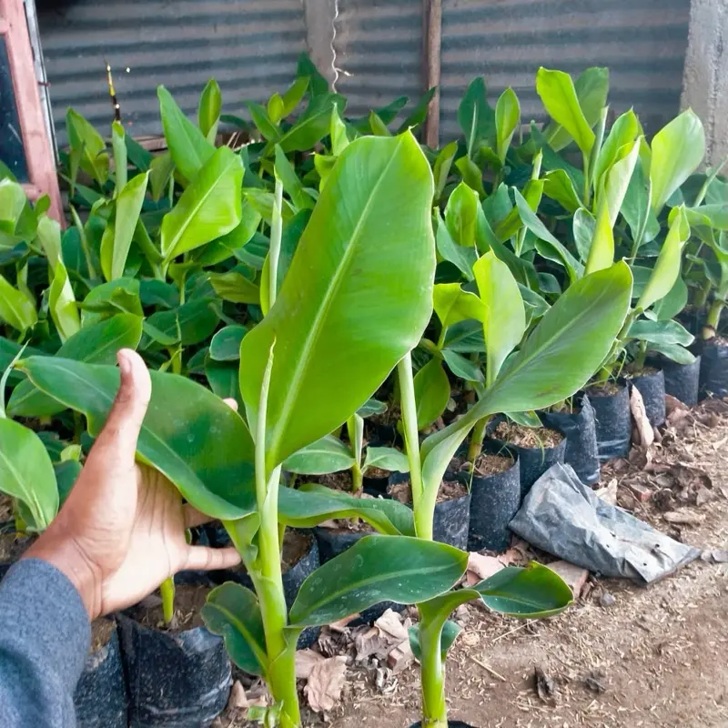 Benih pisang ulin/marlin murah berkualitas 1