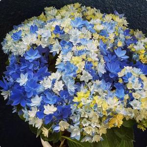 50 Granos,Semillas de Hortensia Multivariedad,Colores Multicolor,Floración Exuberante,Fácil de Cultivar,Resistente al Sol,Crecimiento Sano,Decoración de Jardines y Interiores,Cultivo en Casa
