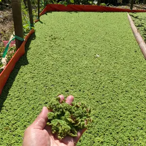 azolla pakan Alternatif entok ayam ikan dan lain lain berat 10 kg